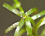 Brazilian waterweed